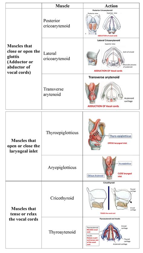 Larynx Anatomy Qa