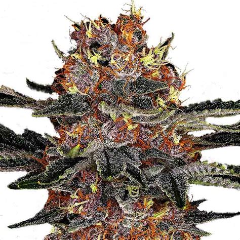 Purple Punch Strain Autoflower Seeds Cannabis