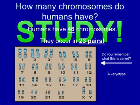 How Many Chromosomes Do Humans Have