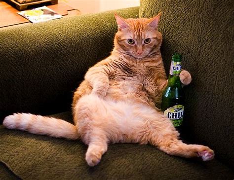 Beer Cat Catbehavior Flickr
