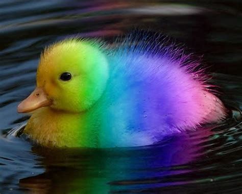 Rainbow Duckies Cute Animal Photos Animals Beautiful Super Cute