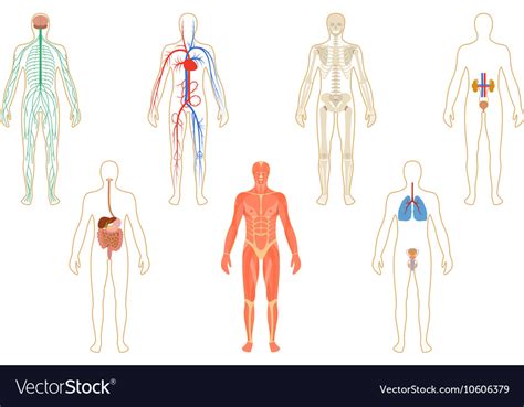 Set Of Human Organs And Systems Royalty Free Vector Image