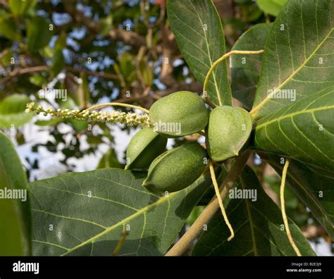 West Indian Almond Tree