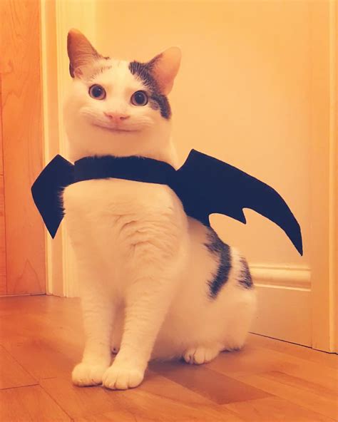 The Famous Polite Cat Ollie Dressed Up For Halloween Cats