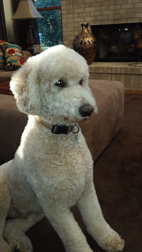 A Typical Standard Poodle Puppyattentive Curious Intelligent