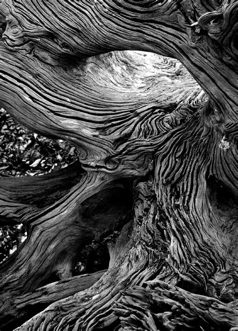 Florida Travel Life Driftwood Photography And Patterns
