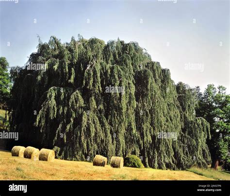 Garden Weeping Beech Woods Stock Photo Alamy