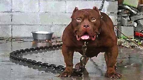 10 Most Dangerous Dog Breeds In The World Obluz