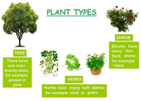 All About Plants Eloy Villanueva