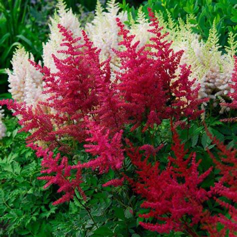 Visions In Red Astilbe Chinensis Courville Nurseries