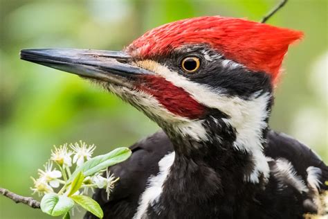 Beauty Of Nature Dryocopus Pileatus Pileated Woodpecker