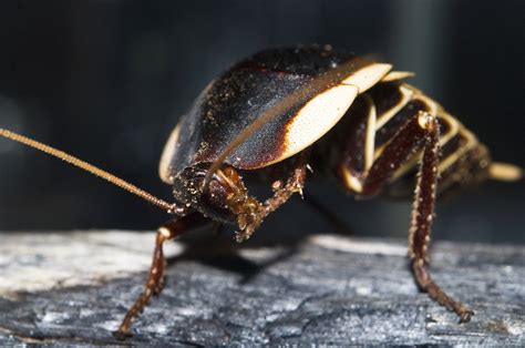 Native Cockroaches The Australian Museum