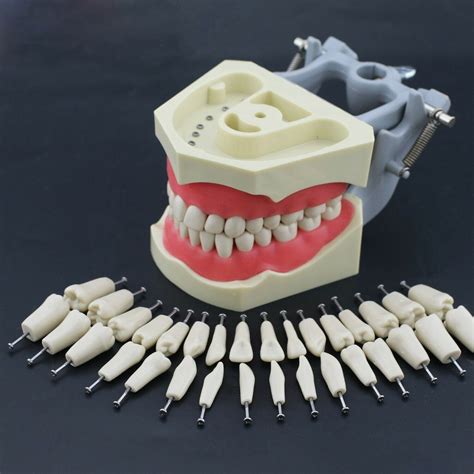 Buy Dental Typodont Jaw Set Columbia Type Mc Dental Equipment Online In India Dentmark