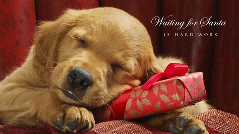 Puppy Christmas Wallpapers Wallpaper Cave