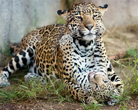 Fondos De Pantalla Jaguar Jaguar Cub Gatito Maternidad Depredadores Gatos 1920x1536
