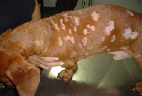 Superficial Bacterial Folliculitis In A Dachshund Multiple Areas Of