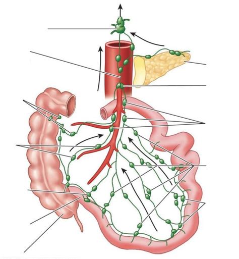 Lymph Nodes Of The Intestines Diagram Quizlet
