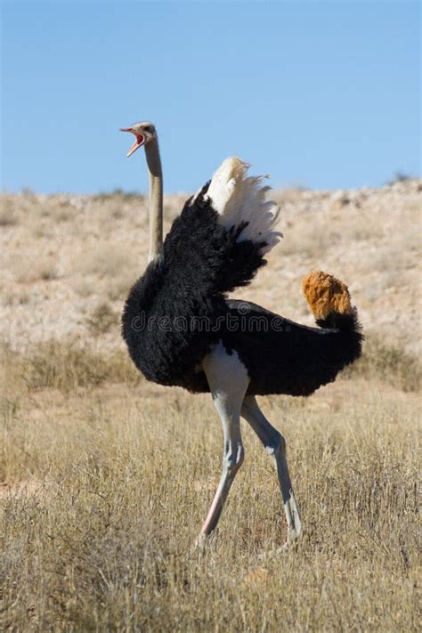 Dominant Ostrich Stock Photo Image Of Fighting Nature 26536838