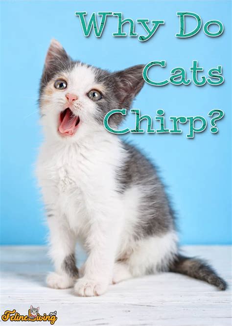 Why Do Cats Chirp 5 Best Reasons Revealed