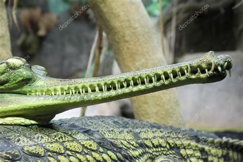 Gharial Gavialis Gangeticus Gavial Crocodile — Stock Photo © Nickodim