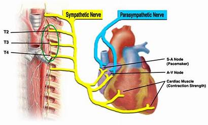 Heart Sympathetic Supply Anatomy Muscle Innervation Cardiac