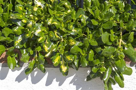25 Types Of Laurel To Make Your Landscaping Pop