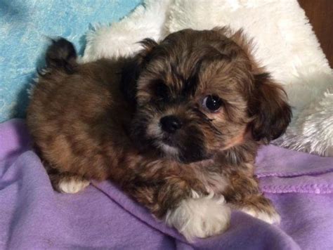 Sweet Shih Tzu Poodle Mix Puppies For Sale In Barren Illinois