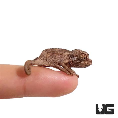 Baby Jackson Chameleons Trioceros Jacksonii For Sale Underground Reptiles
