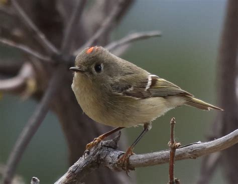 Ruby Crowned Kinglet At Stonewall Mine Greg In San Diego