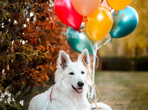 10 Ways Celebrate Your Dogs Birthday