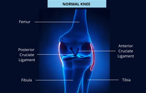 Normal Knee Prohealth Sports And Spinal Physiotherapy Centres Philippines