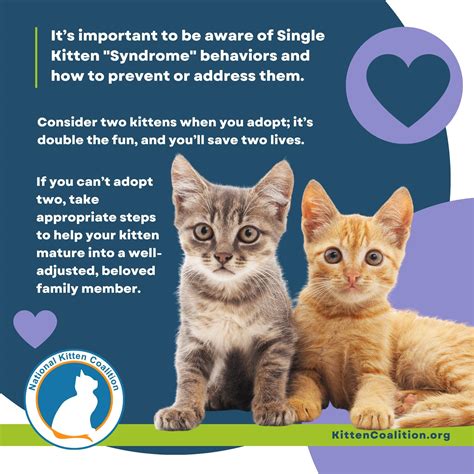 One Is The Loneliest Number Single Kitten “syndrome” Behaviors National Kitten Coalition