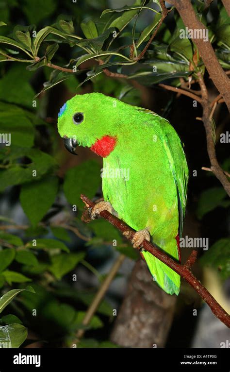 Blue Crowned Hanging Parrot Loriculus Galgulus Stock Photo Alamy