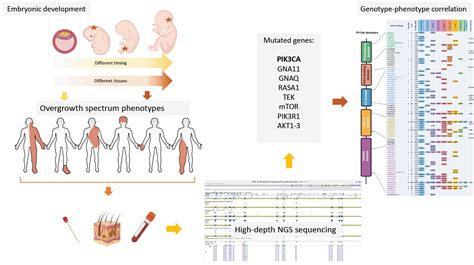 Genotypes And Phenotypes Heterogeneity In Pik3ca Related Overgrowth