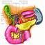 Anatomy Of The Liver And Bile Duct System 6  Download Scientific Diagram
