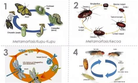 Metamorfosis Belalang Nyamuk Lalat Sempurna Dan Tidak Sempurna