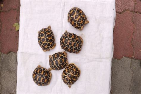 Foresters Nab 3 Accused In Smuggling Of Star Tortoises The Live Nagpur