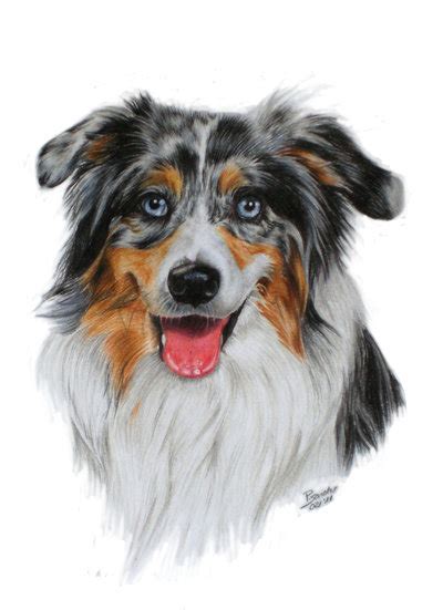 Australian Shepherd Drawing At Getdrawings Free Download