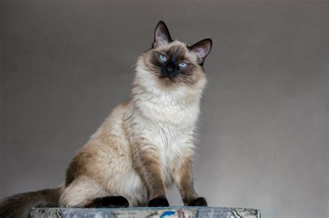 25 Rarest Cat Breeds And Cat Species You Should Know About 2022