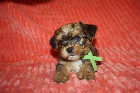Check spelling or type a new query. Shorkie Puppies For Sale | Lewisburg, KY #277380 | Petzlover