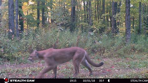 Michigan Wildlife Officials Capture Rare Sighting Of Cougar On Game
