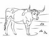 Longhorn Coloring Cattle sketch template