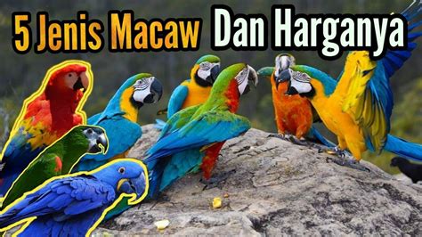 Metode ini terbukti menguntungkan dan. 5 Jenis Burung Macaw Dan Harganya - YouTube