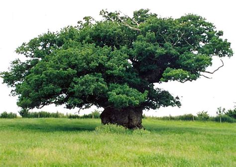 Bowthorpe Oak In Bourne Shortlisted For Tree Of The Year