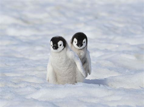 Check spelling or type a new query. Pin on Penguins