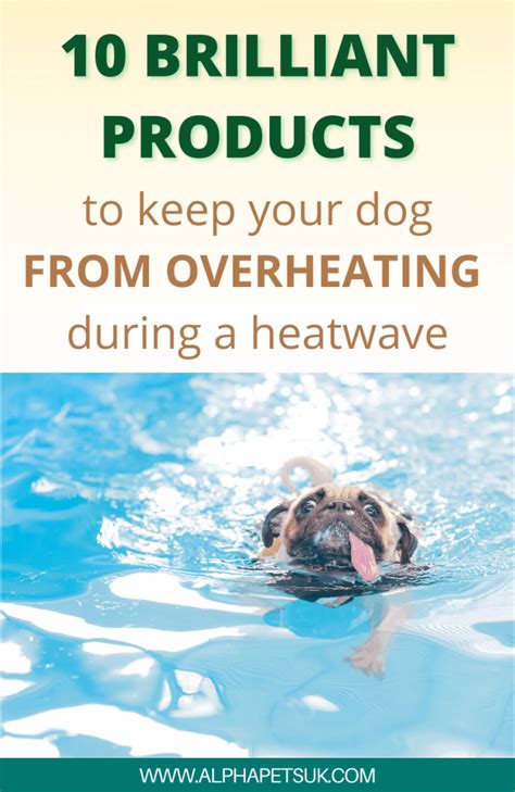 10 Genius Cooling Products for Dogs: Keeping a Pet Cool ...