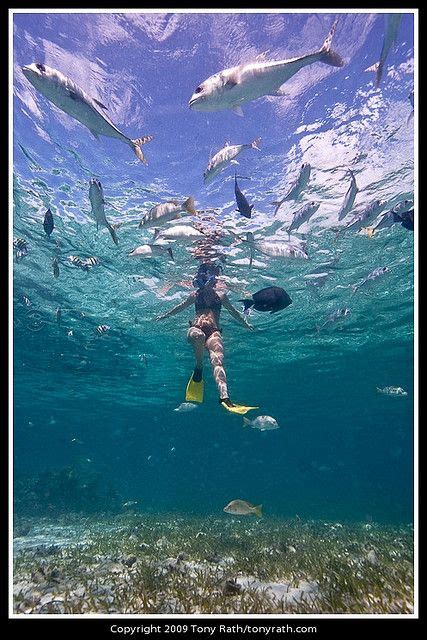 Hol Chan Marine Reserve Ambergris Caye Belize Belize Resorts
