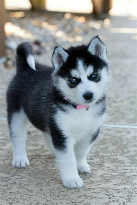 Siberian Husky Puppy Cute Husky Puppies Cute Dogs And Puppies Cute