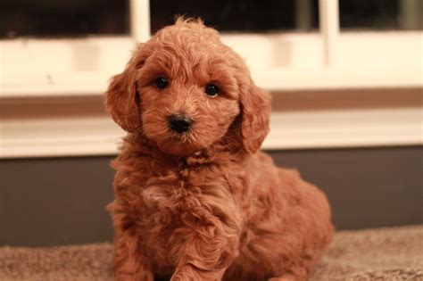 Reputable goldendoodle breeders in minnesota, red cedar farms goldendoodles is a small, caring breeder of goldendoodle puppies, located in rural minnesota. Available Goldendoodle puppies for sale adoption by ...