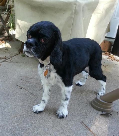 Maybe you would like to learn more about one of these? The "Nudie Clip" Cocker Spaniel shaved down. | I am a Dog ...